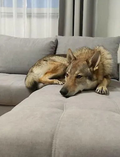 Maison Pour Des Daire *